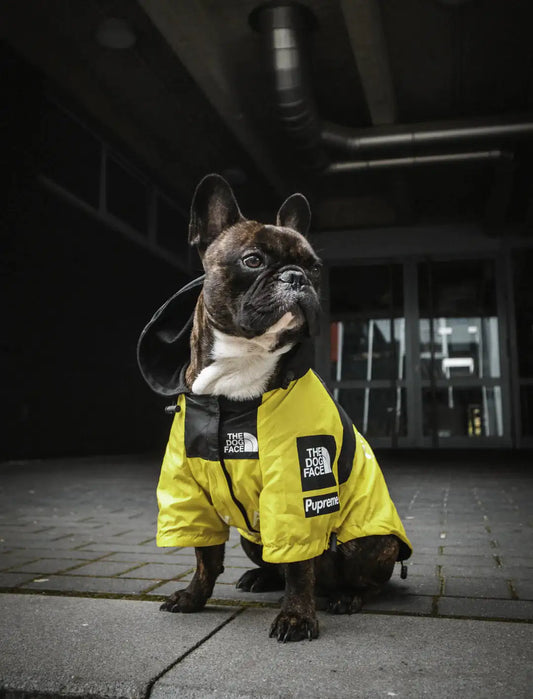 Windbreaker Jacket